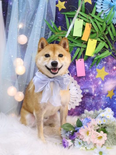 20250715茶々丸くん